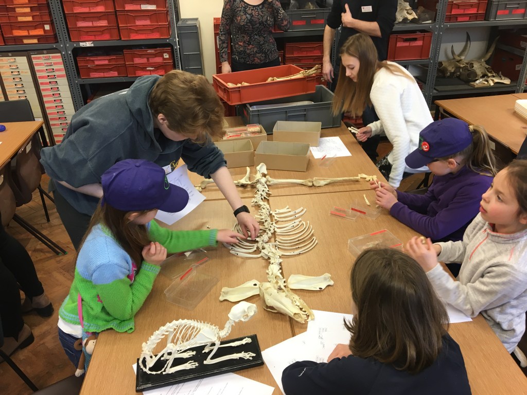 Children laying out the skeleton of an animal.